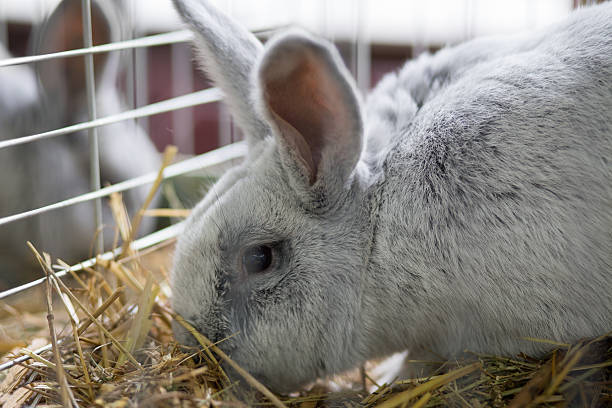 duży szary królik w klatce - rabbit hairy gray animal zdjęcia i obrazy z banku zdjęć