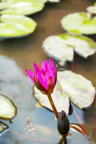 istock Purple lotus in the pond. 518462468