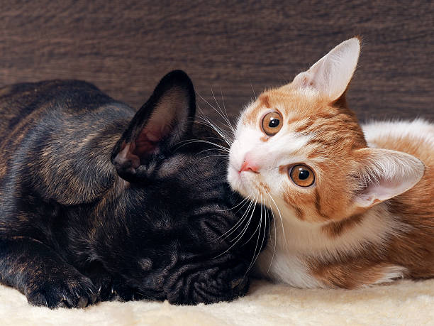 istock Cat and dog sleeping together 518463492