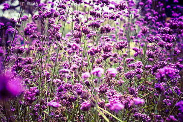 istock Beautiful Blooming Purple Allium Close Up 518464066