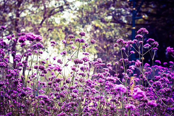 istock Beautiful Blooming Purple Allium Close Up 518464124