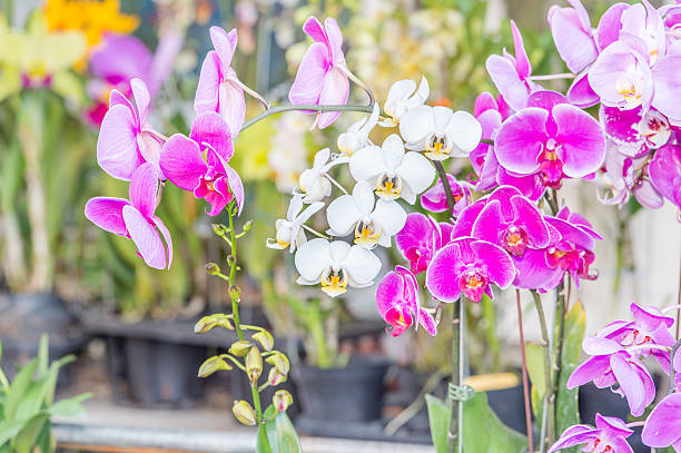 istock white and pink orchid 518465168