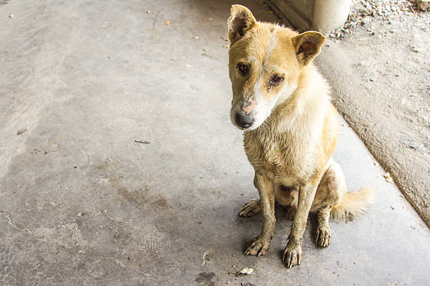 Cтоковое фото Тайский грязный собак.
