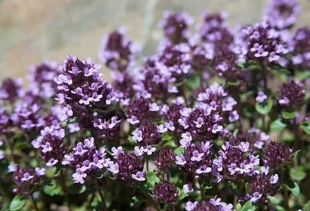 Many purple thyme flower. Plant used in food and herbal medicine