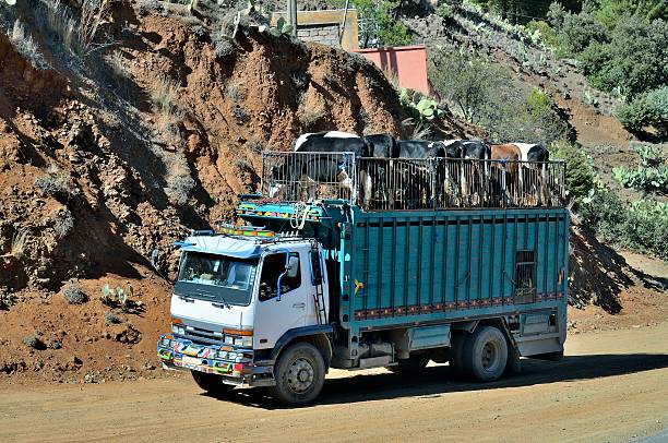istock Moroccan Livestock Hauler 518466338