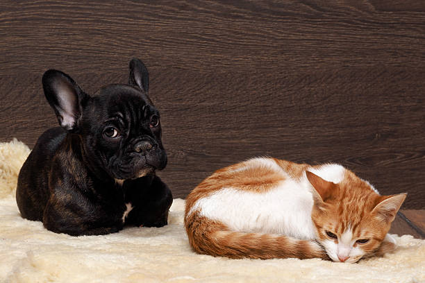 istock Friendship of cat and dog 518466822