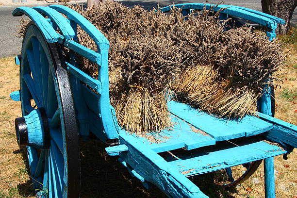 istock barrow lavender France 3 518467129