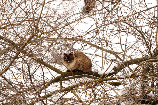 Cat on the snowy tree in winter stock photo