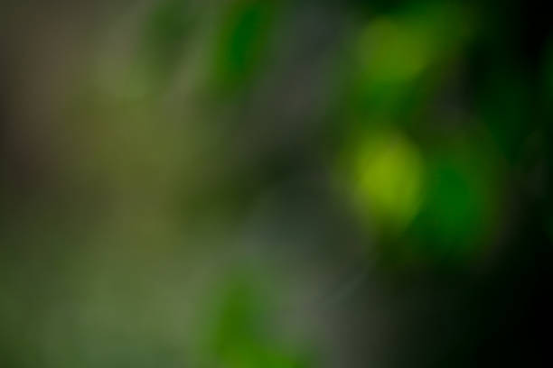 istock Light shining on tree leaves. Booked Blur Abstract Background. 518467834
