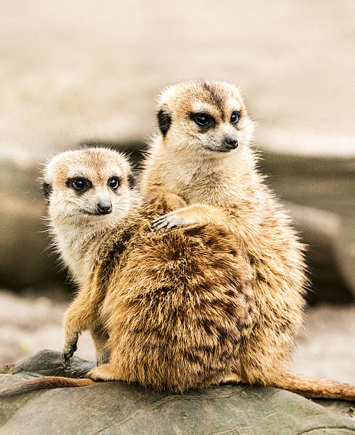 Meerkat