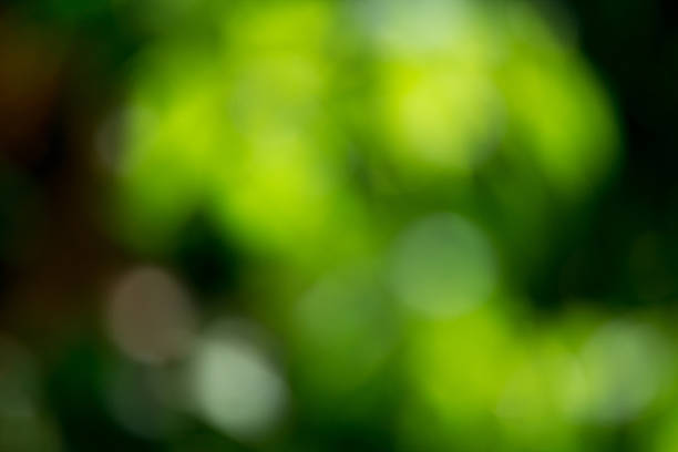 istock Light shining on tree leaves. Booked Blur Abstract Background. G 518468136