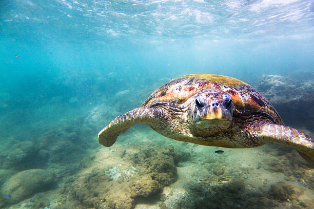 istock Green sea turtle (Chelonia mydas), Hikkaduwa. 518468492