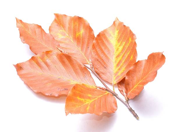 pequeno ramo com folhas coloridas - beech tree leaf isolated branch imagens e fotografias de stock