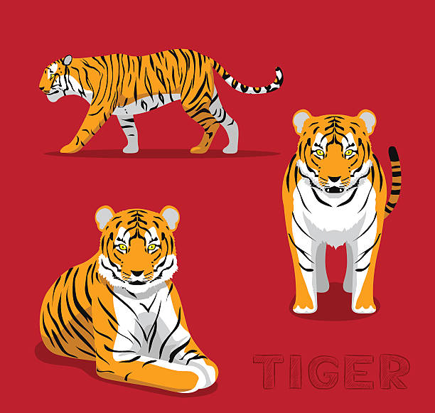Panthera Tiger Cartoon Vector Illustration Stock Illustration - Download  Image Now - Tiger, Bengal Tiger, Cartoon - iStock