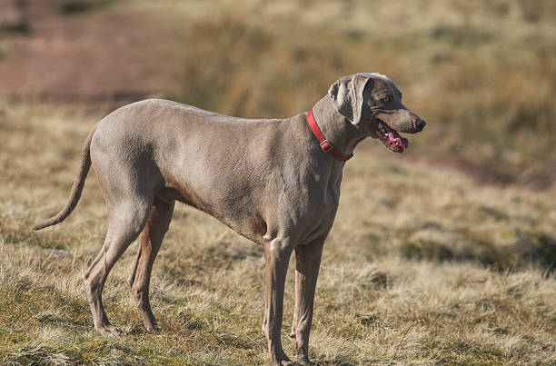 istock Weimaraner dog with red collar enjoying outdoors 518469174