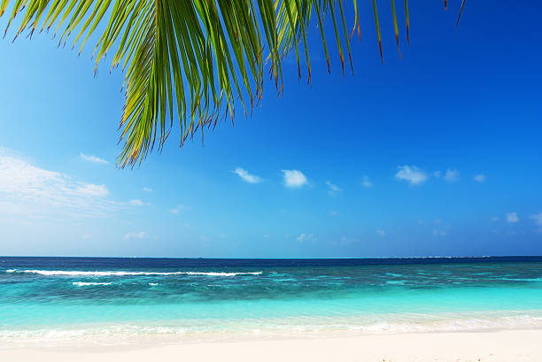 istock Wallpaper pattern of tropical beach with palm leaf 518469210