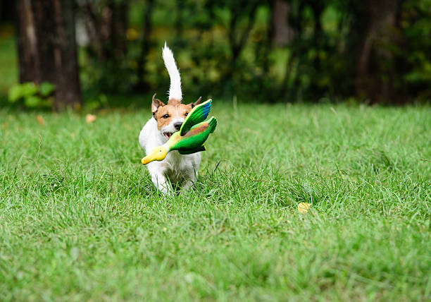 istock Working terrier dog training fetching with toy duck 518469224