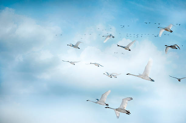 Trumpeter Swans In Flight In A Beautiful Blue Clouded Sky.  Some of them are close and some far away.