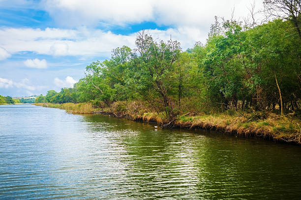 istock Thickets on the river bank 518469360