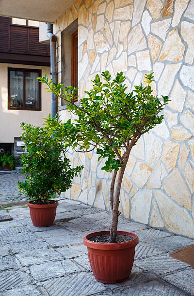 istock Trees in pots outdoors 518469684