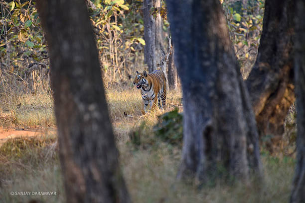 Alert royal bengal tiger