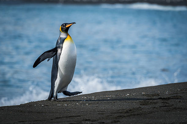 istock Wet king penguin runs up sandy beach 518470774