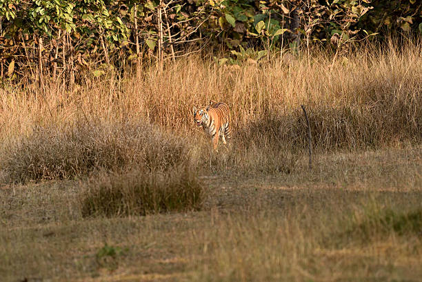 istock Royal bengal tiger 518471758
