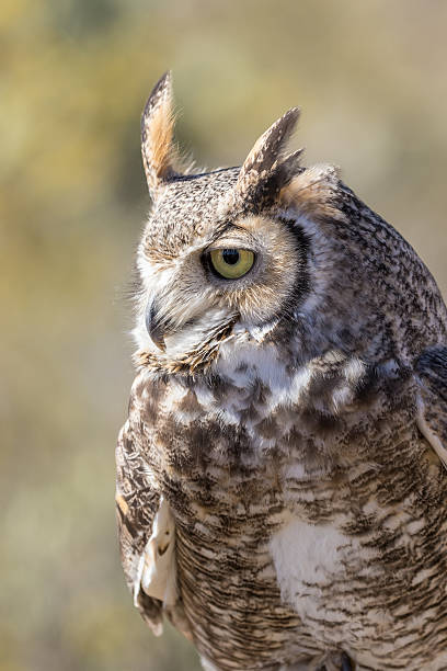 istock Great horned Owl Portrait 518471770