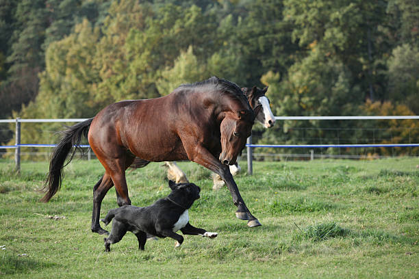istock Two horses running on pasturage 518471919