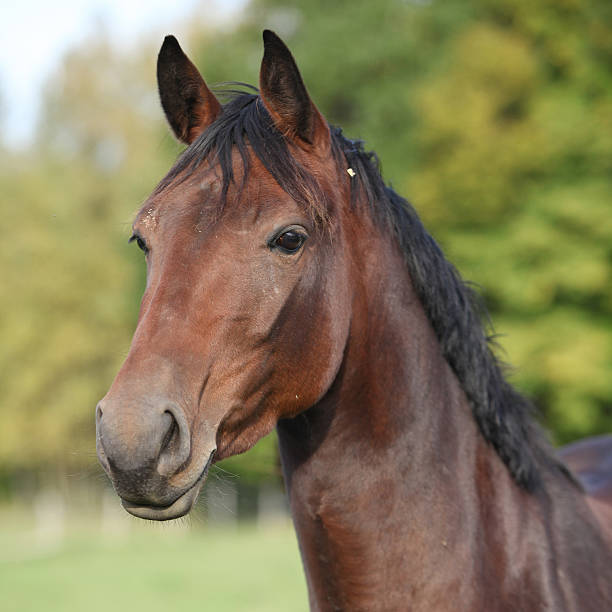 istock Nice brown warmblood with black mane 518471941