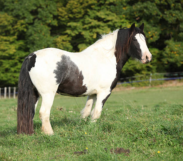 istock Gorgeous irish cob standing on pasture 518471945