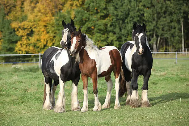 Beautiful irish cobs standing on autumn pasturage