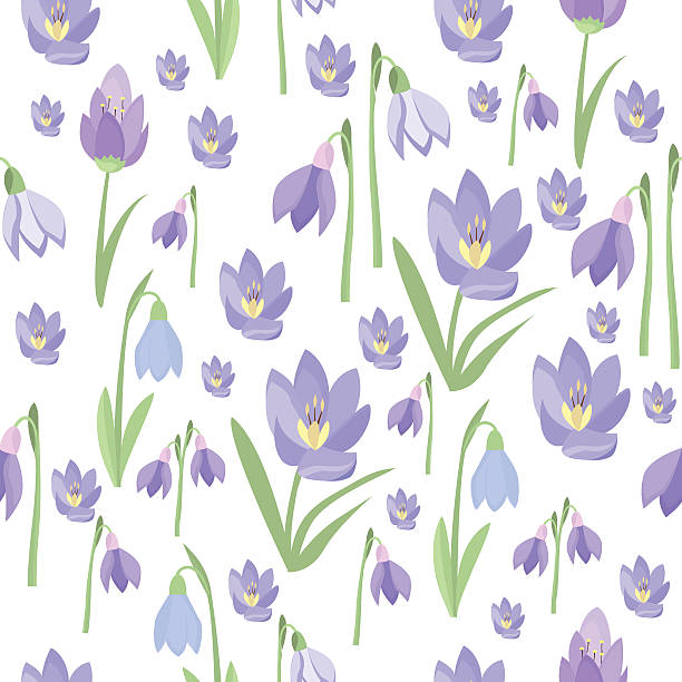 ilustrações de stock, clip art, desenhos animados e ícones de início da primavera roxo croco snowdrops flores de beleza e natureza vector - single flower flower crocus bud
