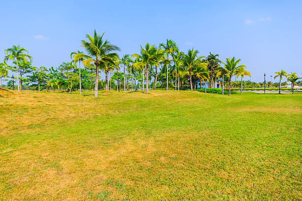 istock Palm trees in the park. 518472179