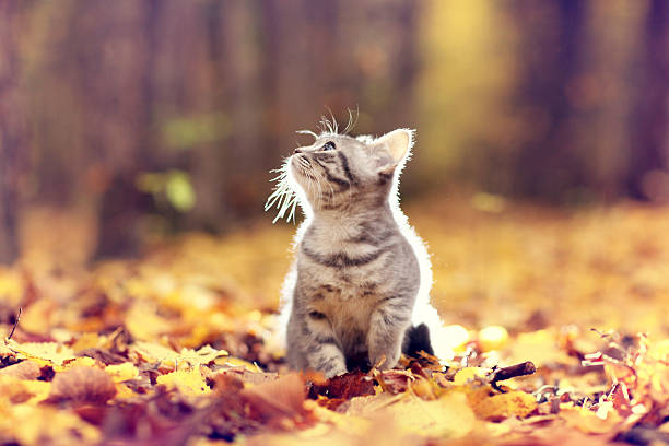 istock British kitten in autumn park, fallen leaves 518472721