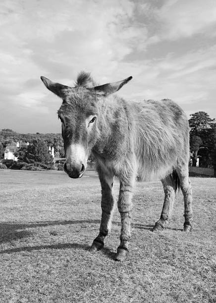istock New Forest donkey in Lyndhurst, Hampshire 518472849