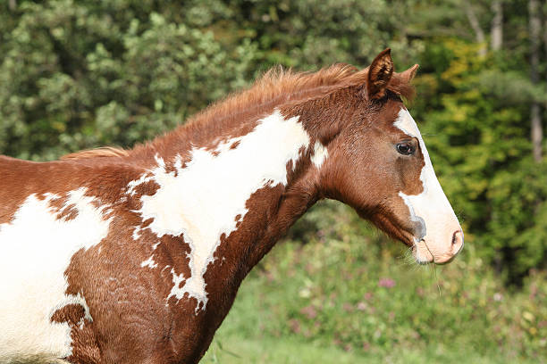 istock Gorgeous paint horse foal in freedom 518472927