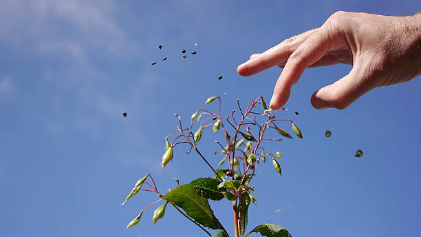 Seeds of the Impatiens Glandurifera flying around Seeds of the Impatiens Glandurifera flying around. The seeds jump out as soon as you touch it. ornamental jewelweed stock pictures, royalty-free photos & images