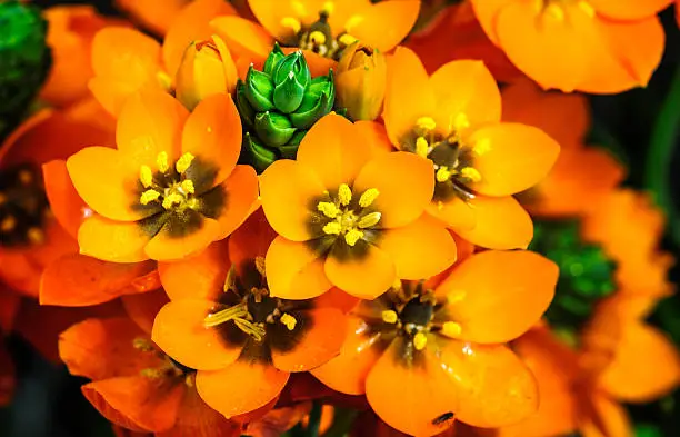 Close up of  an Ornithogalum Dubium, or sun star, showing pollen on its stamens.