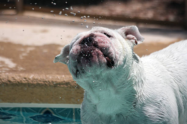 istock Bulldog shaking off water 518473216