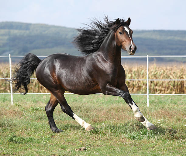 istock Nice brown stallion with long mane running 518473709