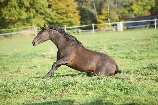 Nice brown horse rolling on pasturage stock photo