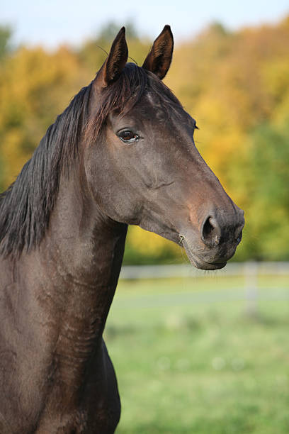 istock Nice brown warmblood with black mane 518473725