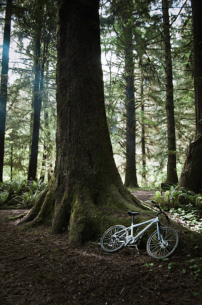 Bike in the woods stock photo