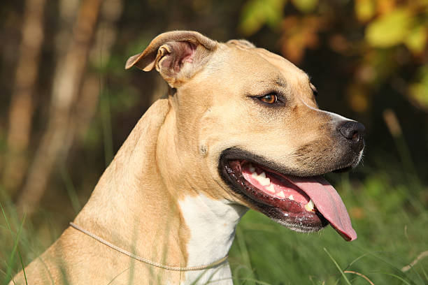 istock Beautiful American Staffordshire Terrier 518474097