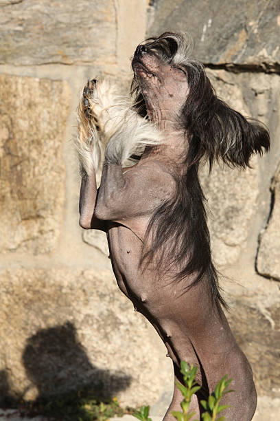 istock Nice Chinese Crested Dog in front of wall 518474235
