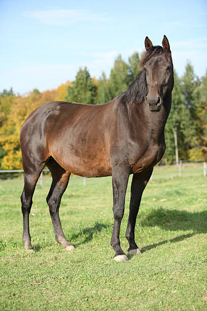 istock Nice brown warmblood with black mane 518474241