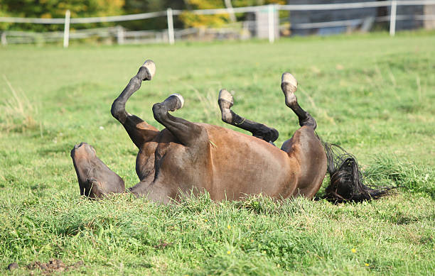 istock Nice brown horse rolling on pasturage 518474499