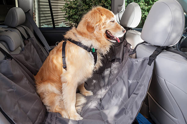 cão retriever dourado com carro e a rede de proteção de veículo - leather harness - fotografias e filmes do acervo