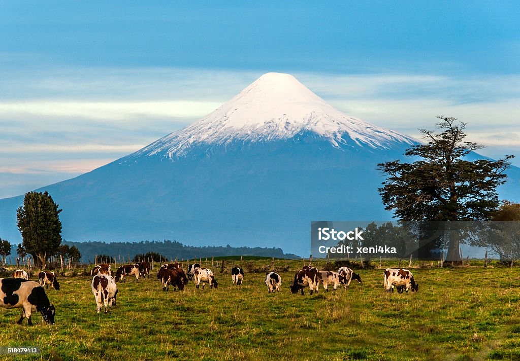 Osorno Volcano, Lake Region, Chile Idyllic landscape of Osorno Volcano, Lake Region, Chile Chile Stock Photo